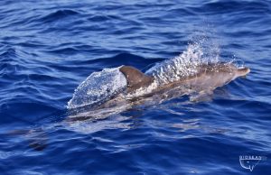Biosean observación responsable de cetáceos en Tenerife