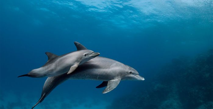 The bottlenose dolphin, protagonist in Tenerife whale watching trips