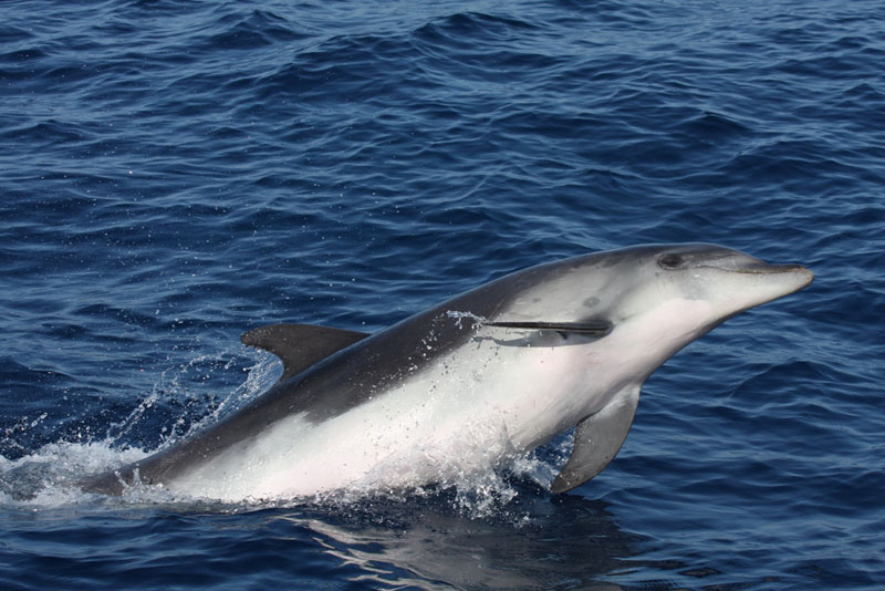 Delfin mular saltando