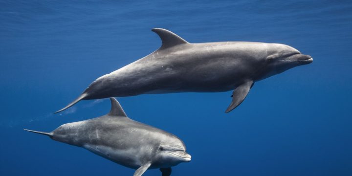 El delfín mular, protagonista en los whale watching de Tenerife
