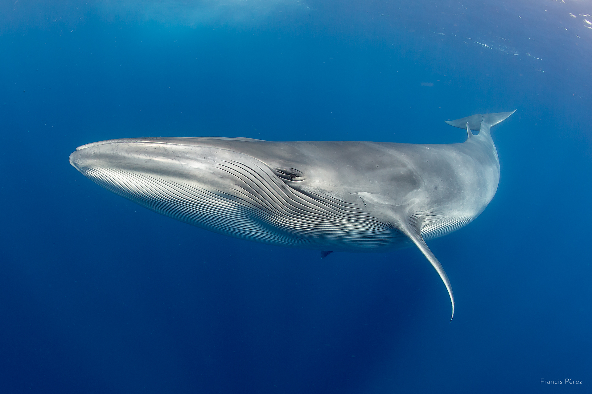 santuario ballenas tenerife