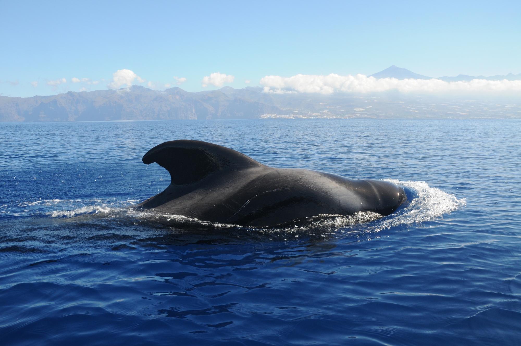 ballenas tenerife