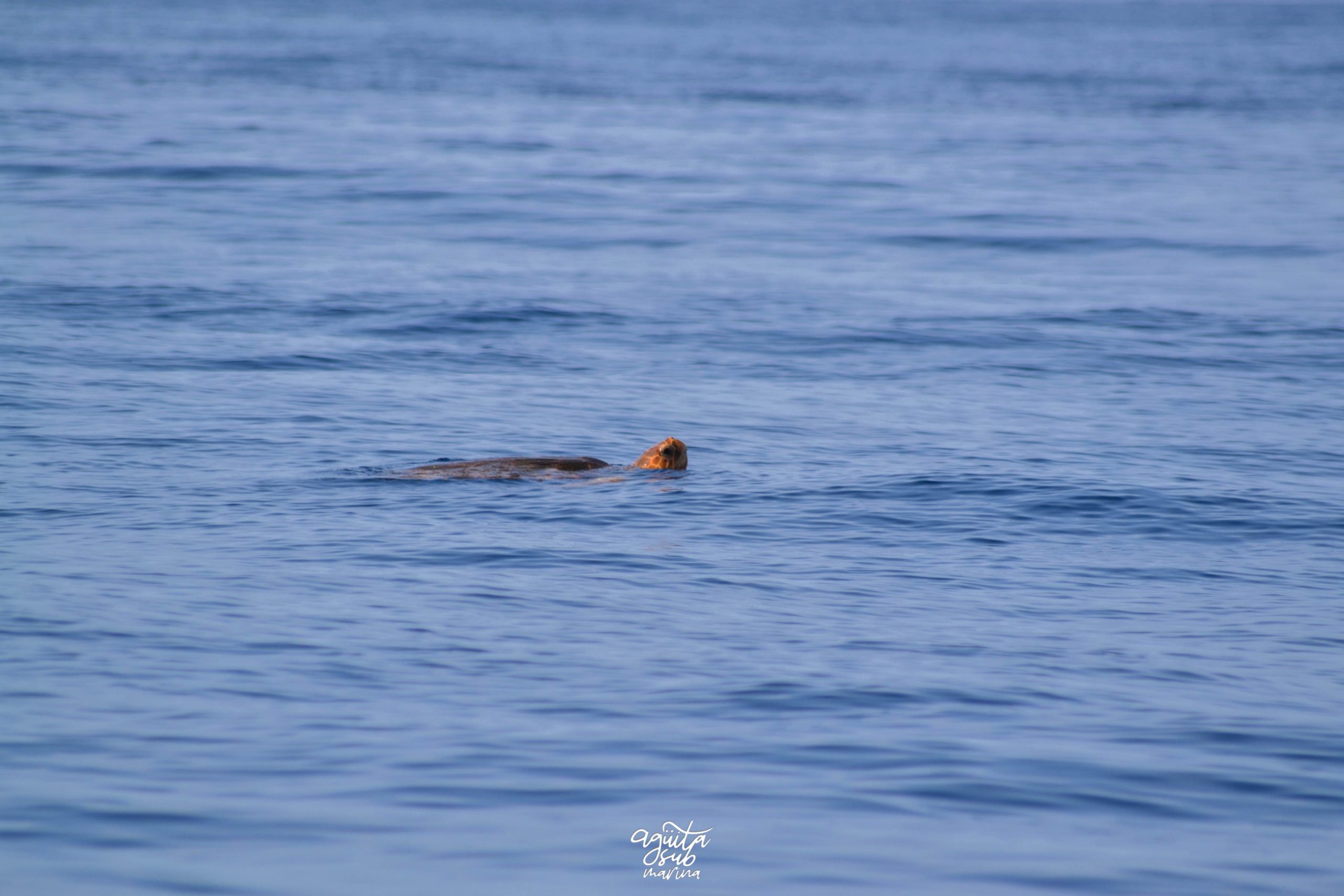 tortuga boba biosean