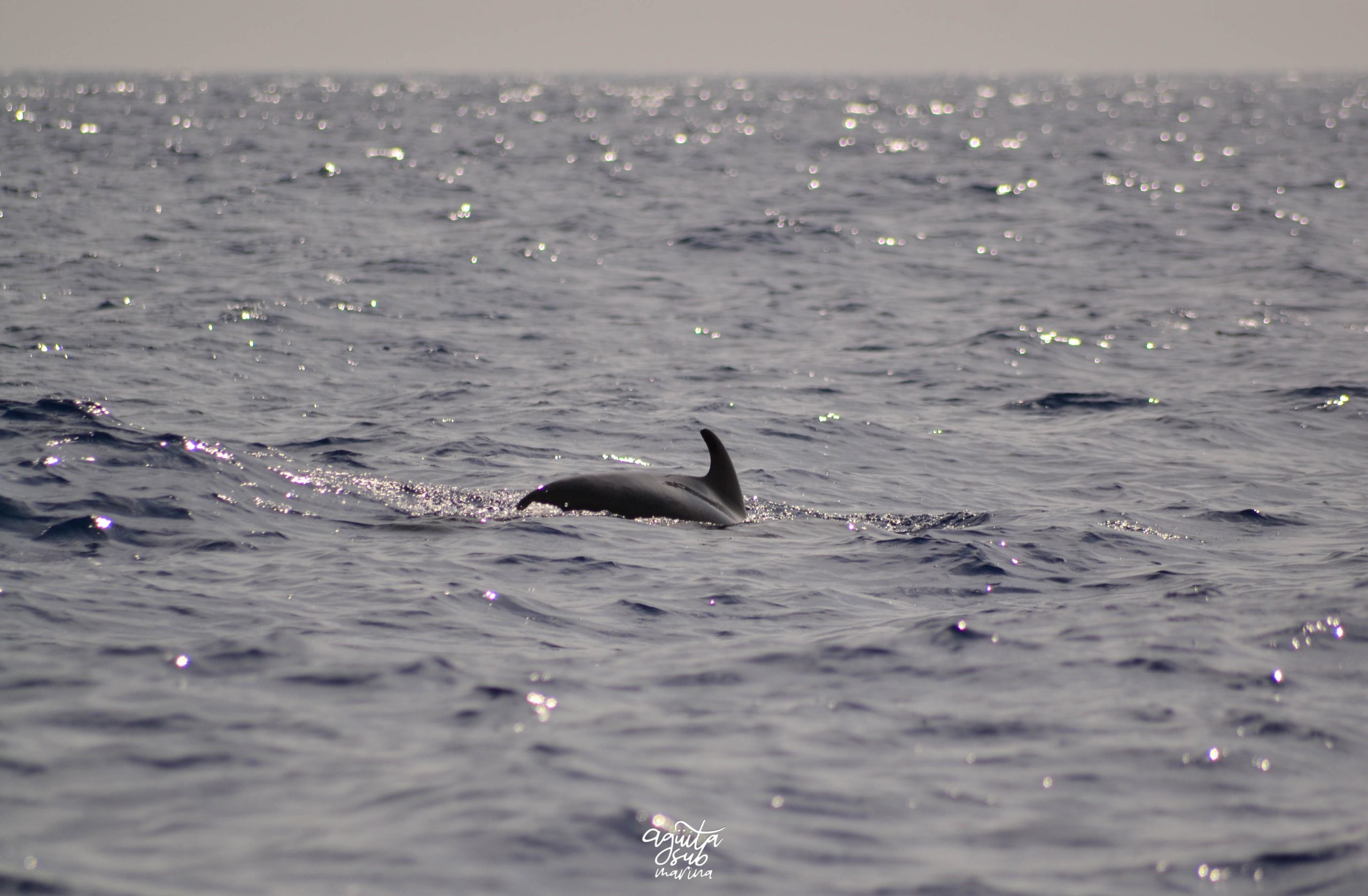 cria calderon tropical