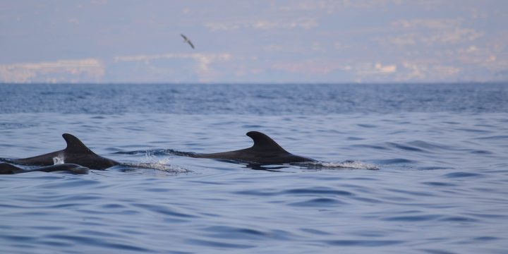 The short-finned pilot whale, a treasure in Canarian waters