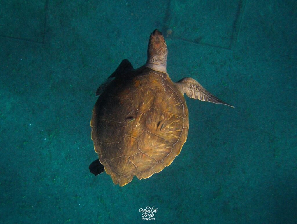 tortuga marina biosean