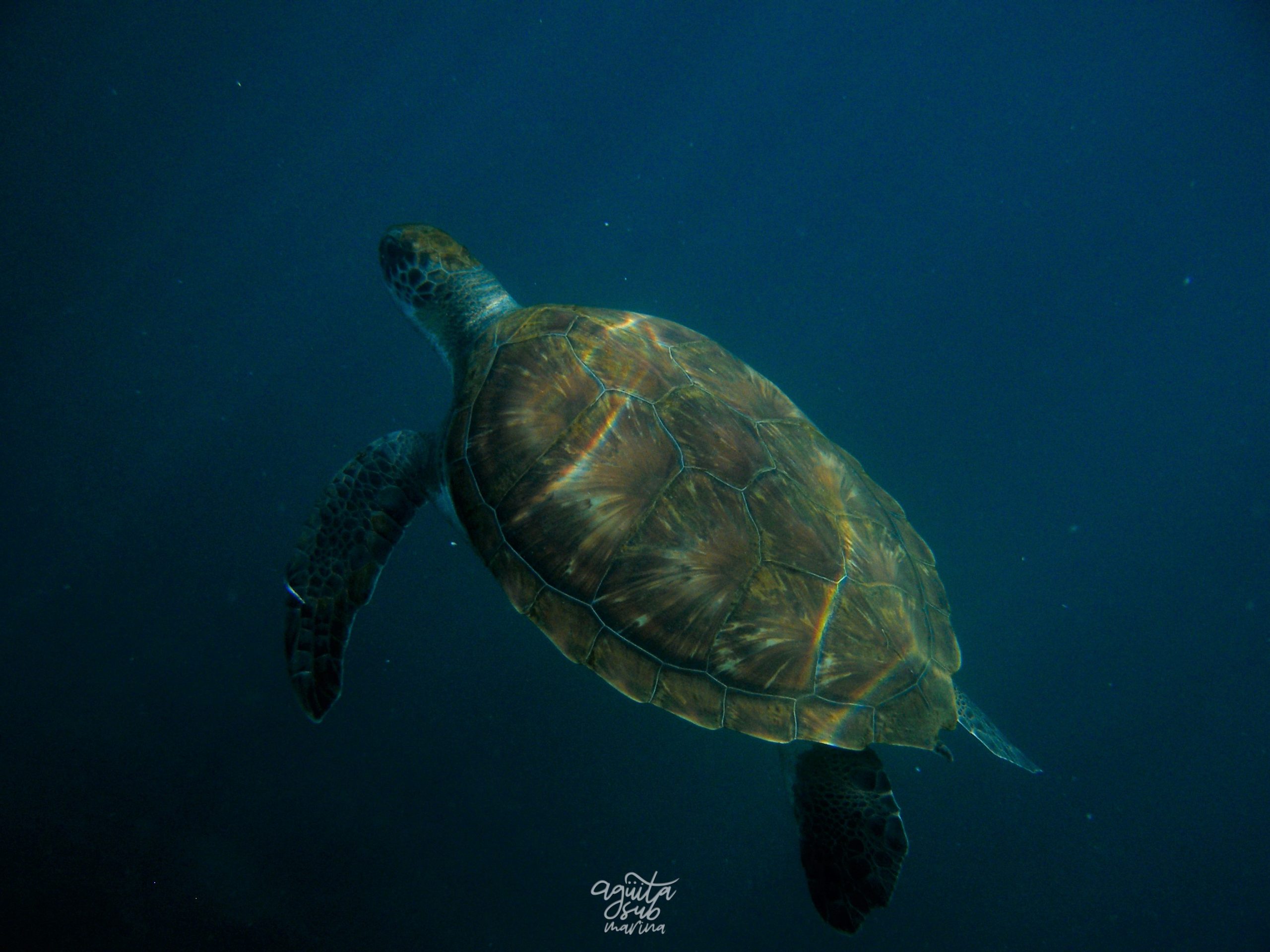 tortuga marina