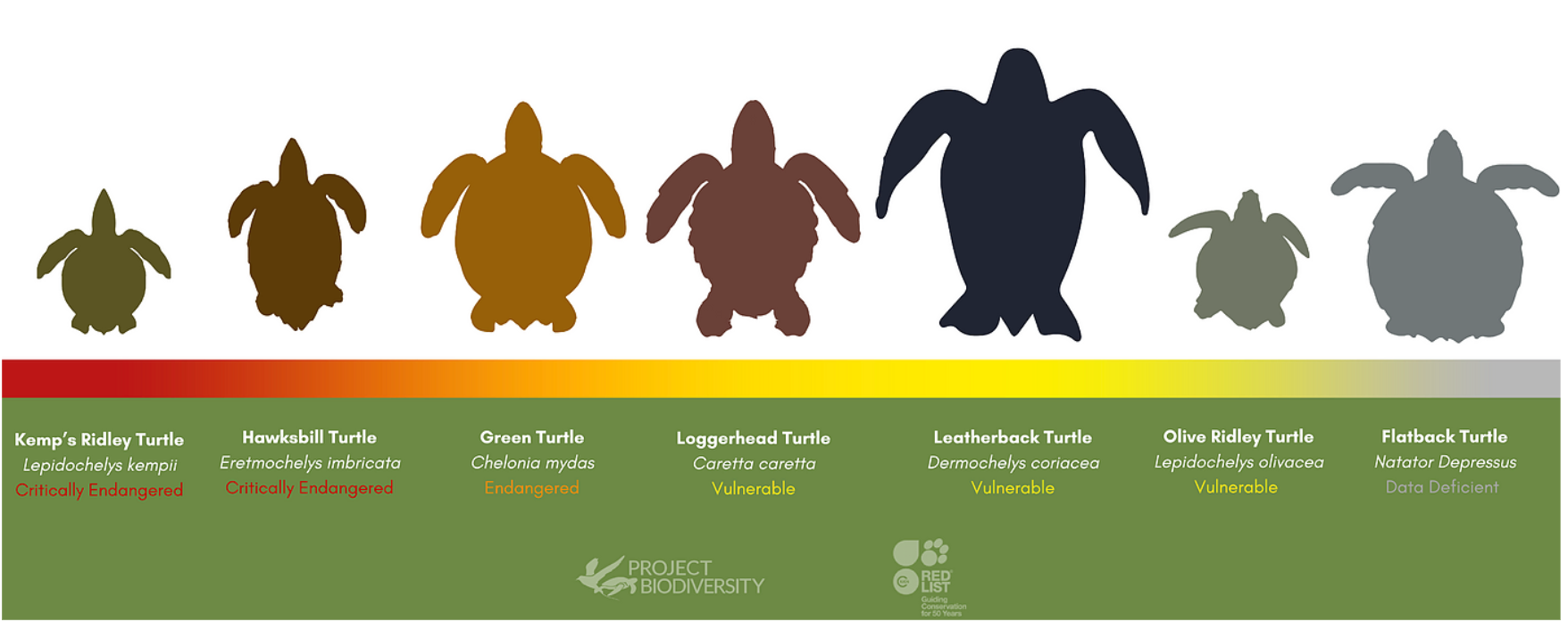 estado conservacion tortugas