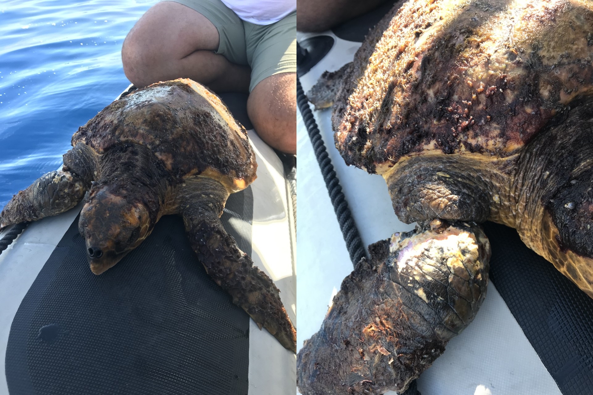 tortuga marina herida
