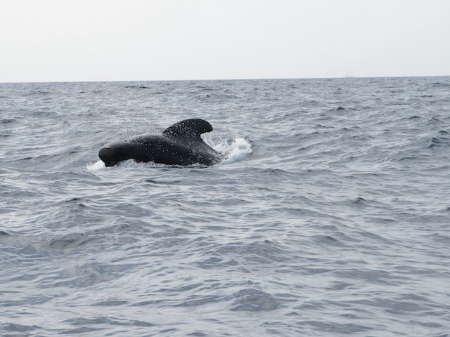 Un calderón tropical o ballena piloto durante una salida al mar con biosean