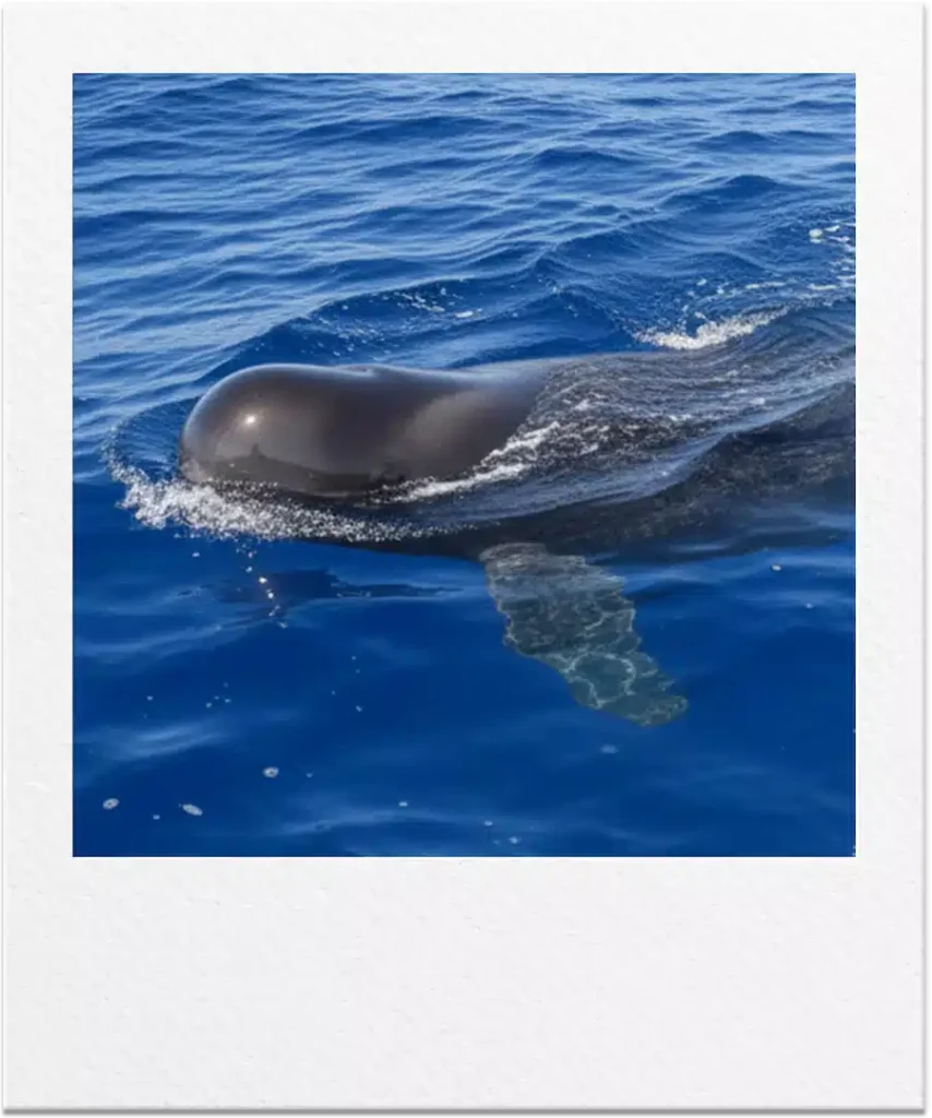 Polaroid de una ballena calderón tropical