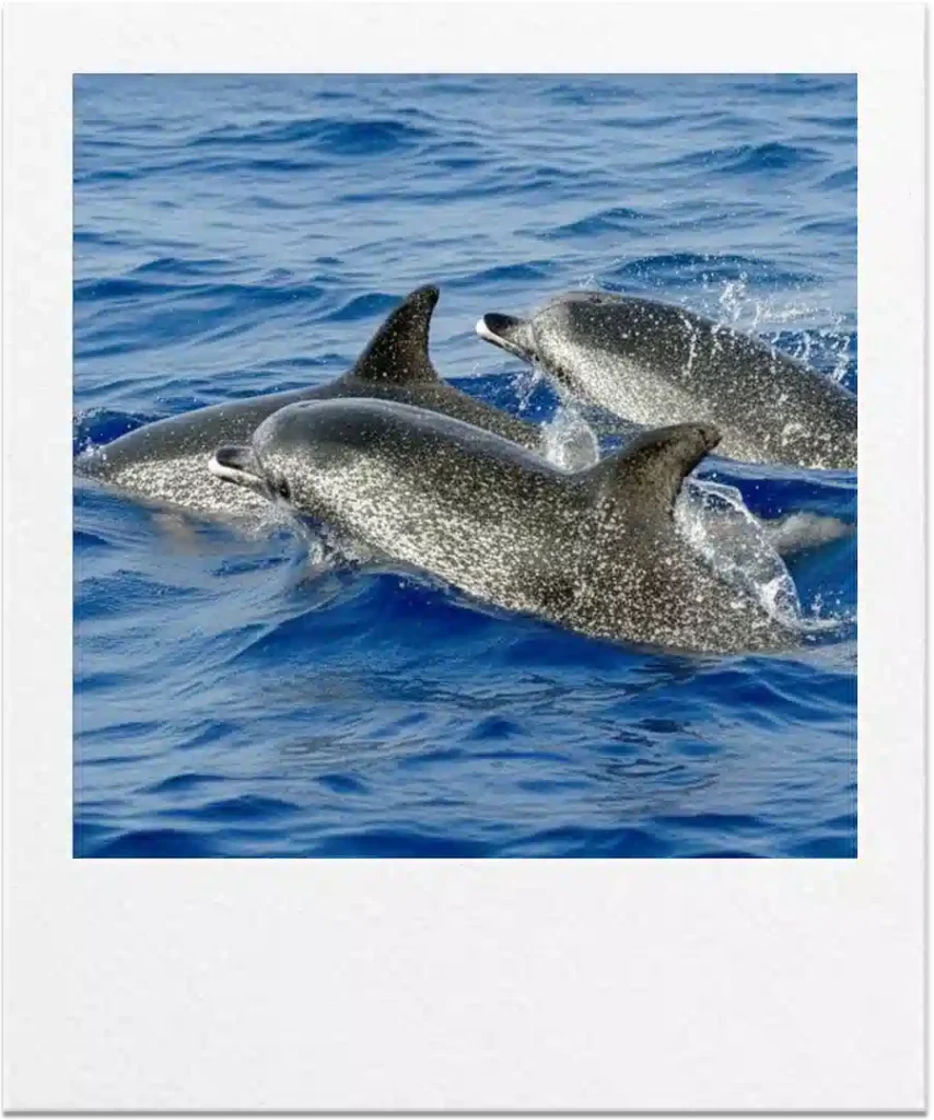 Polaroid de delfines moteados